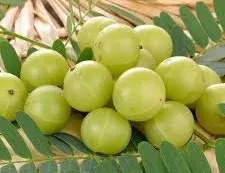 मोटापा कैसे कम करें 